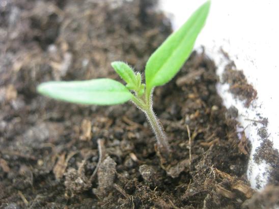 Name:  adenium mu.JPG
Views: 1005
Size:  48.5 KB