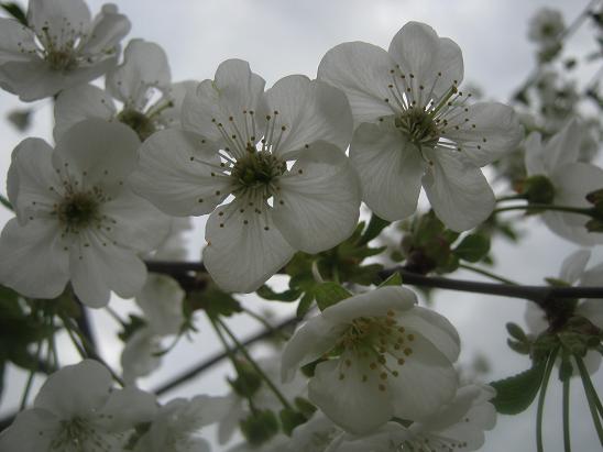 Name:  vine.JPG
Views: 1225
Size:  42.6 KB