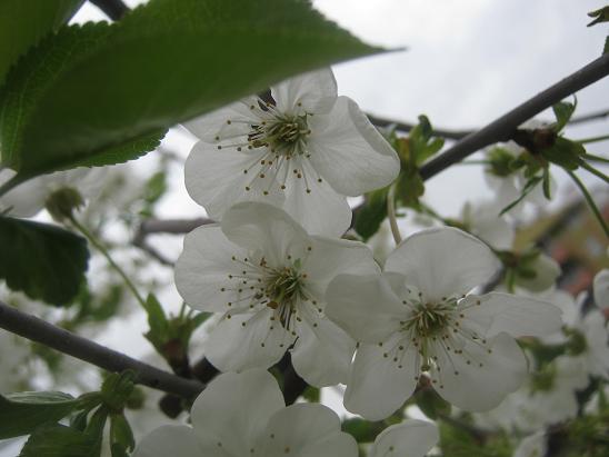 Name:  vine 1.JPG
Views: 1263
Size:  41.4 KB