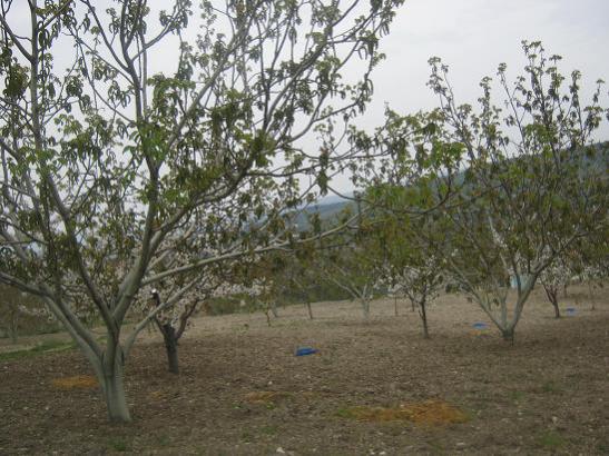 Name:  ceviz kiraz.jpg
Views: 1212
Size:  56.1 KB