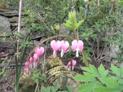 Name:  Bahe 03 Mays 2010 003.JPG
Views: 1131
Size:  49.7 KB