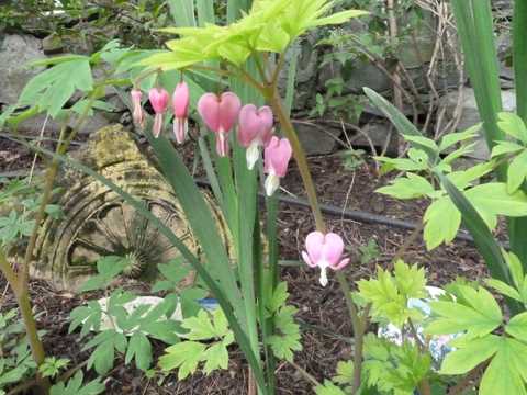 Name:  Bahe 03 Mays 2010 004.JPG
Views: 1162
Size:  51.1 KB