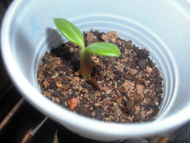 Name:  adenium.jpg
Views: 1145
Size:  41.0 KB