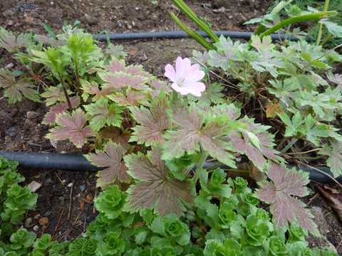 Name:  Geranium x oxonianum 'Katherine Adele'.JPG
Views: 1445
Size:  52.8 KB
