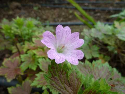 Name:  Geranium xoxonianum 'Katherine Adele'.JPG
Views: 1299
Size:  34.1 KB