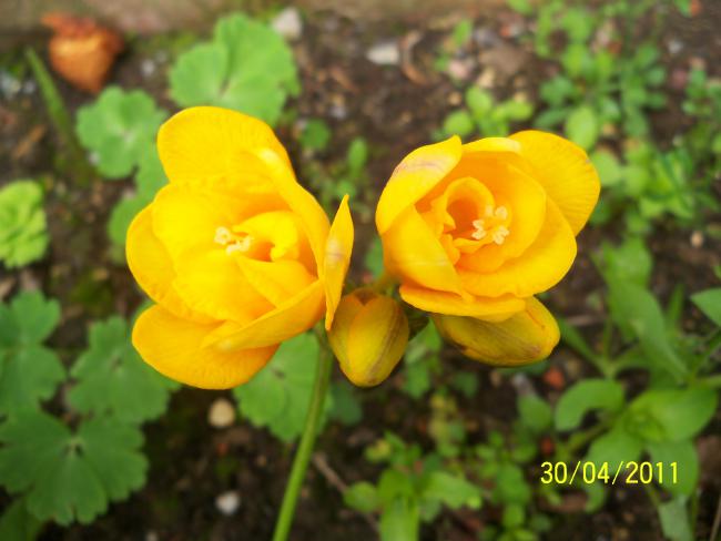 Name:  100_1962.jpg
Views: 1102
Size:  37.3 KB