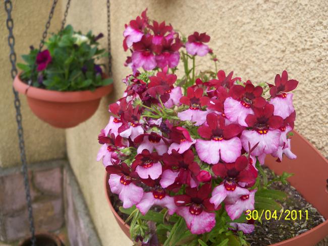 Name:  100_1981.jpg
Views: 1112
Size:  56.6 KB