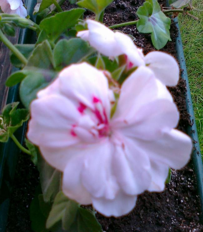 Name:  30042011693.jpg
Views: 1152
Size:  60.2 KB