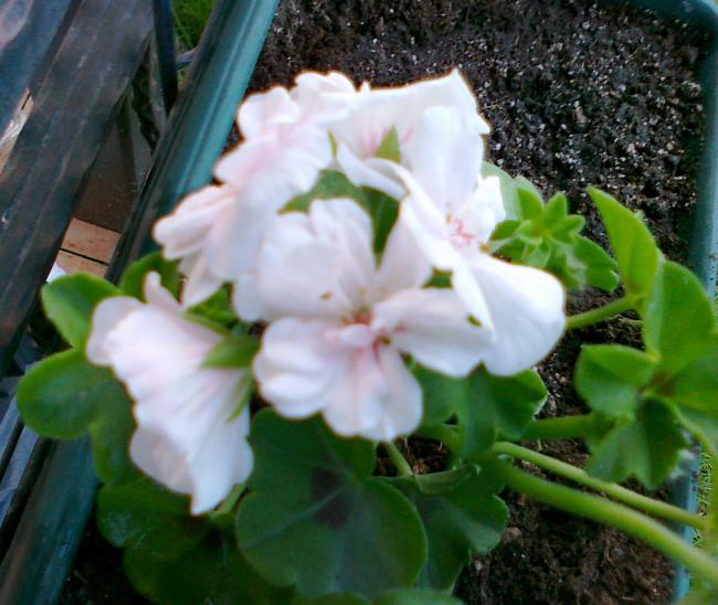 Name:  30042011694.jpg
Views: 1117
Size:  52.3 KB