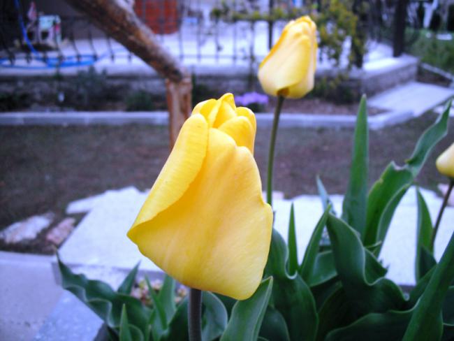 Name:  DSCF2004.jpg
Views: 873
Size:  38.0 KB