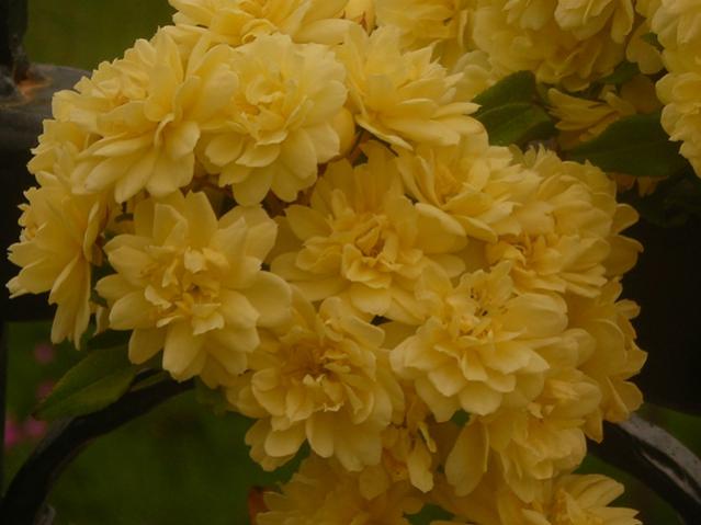 Name:  DSCN5093.jpg
Views: 722
Size:  33.7 KB