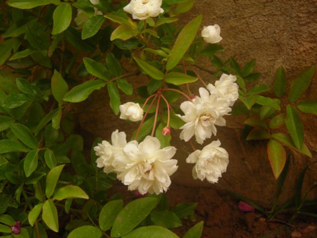 Name:  DSCN5095.jpg
Views: 689
Size:  41.8 KB