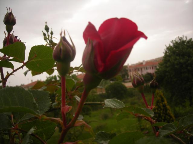 Name:  DSCN5098.jpg
Views: 661
Size:  31.2 KB