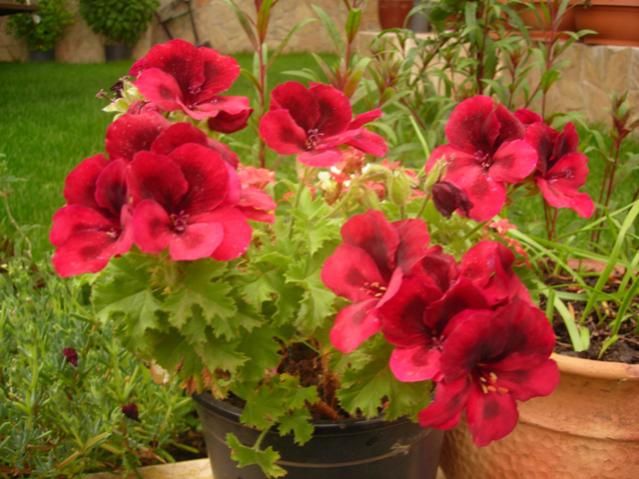 Name:  DSCN5102.jpg
Views: 654
Size:  52.4 KB