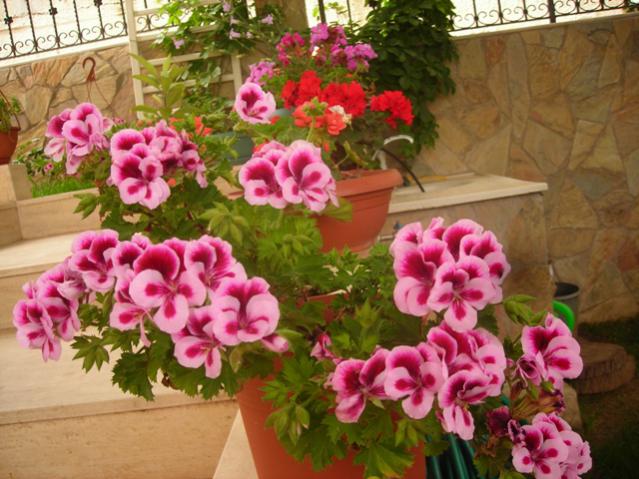 Name:  DSCN5105.jpg
Views: 655
Size:  57.8 KB