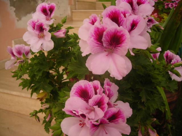 Name:  DSCN5104.jpg
Views: 644
Size:  42.0 KB