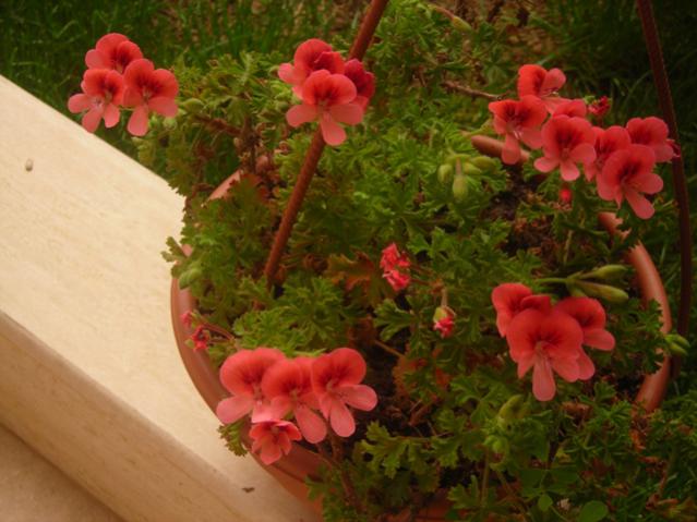 Name:  DSCN5108.jpg
Views: 623
Size:  45.7 KB