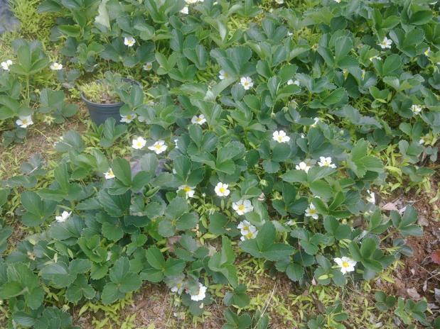 Name:  sss 014 (Byk).jpg
Views: 762
Size:  70.5 KB