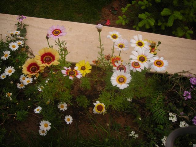 Name:  DSCN5117.jpg
Views: 1230
Size:  51.5 KB