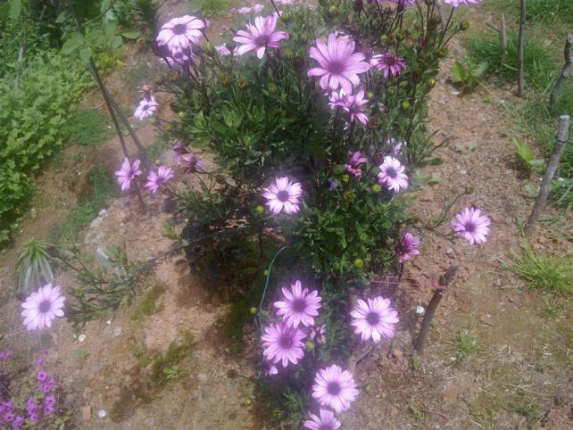 Name:  sss 006 (Byk).jpg
Views: 732
Size:  70.7 KB