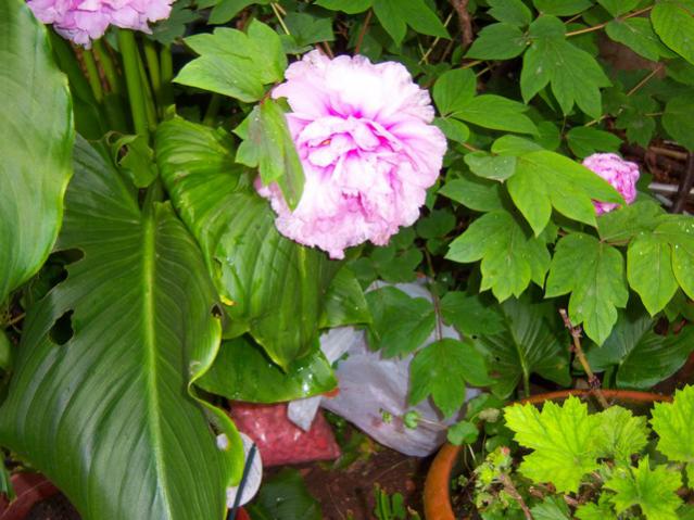 Name:  100_1242.jpg
Views: 919
Size:  55.0 KB