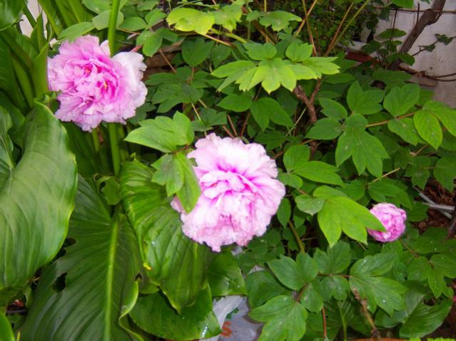 Name:  100_1243.jpg
Views: 898
Size:  56.1 KB