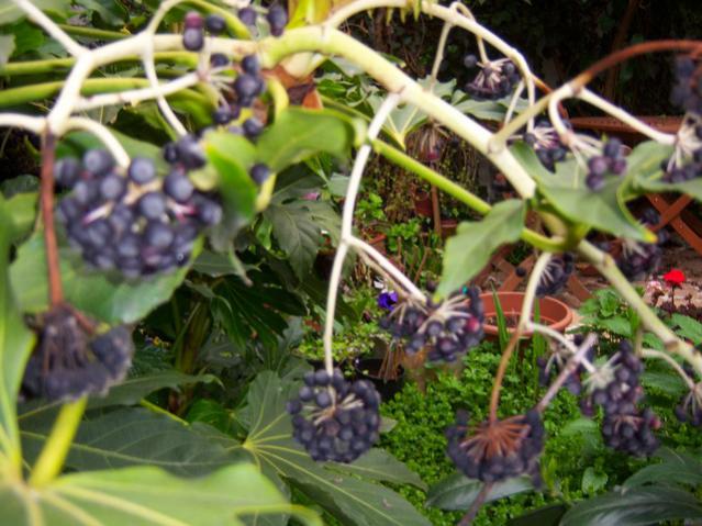 Name:  100_1249.jpg
Views: 947
Size:  57.0 KB