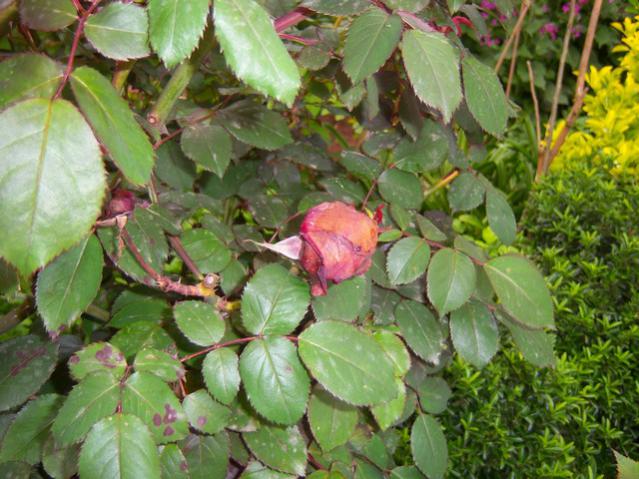 Name:  100_1256.jpg
Views: 1159
Size:  60.3 KB