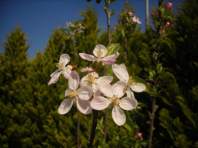Name:  DSCN5158.jpg
Views: 779
Size:  39.0 KB