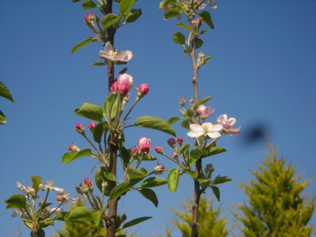 Name:  DSCN5159.jpg
Views: 754
Size:  34.0 KB