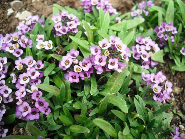 Name:  DSCF2003.jpg
Views: 932
Size:  70.0 KB