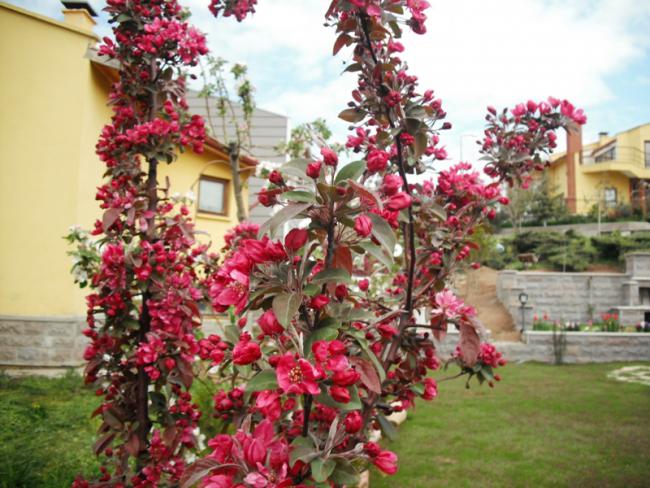 Name:  DSCF2011.jpg
Views: 1022
Size:  63.1 KB