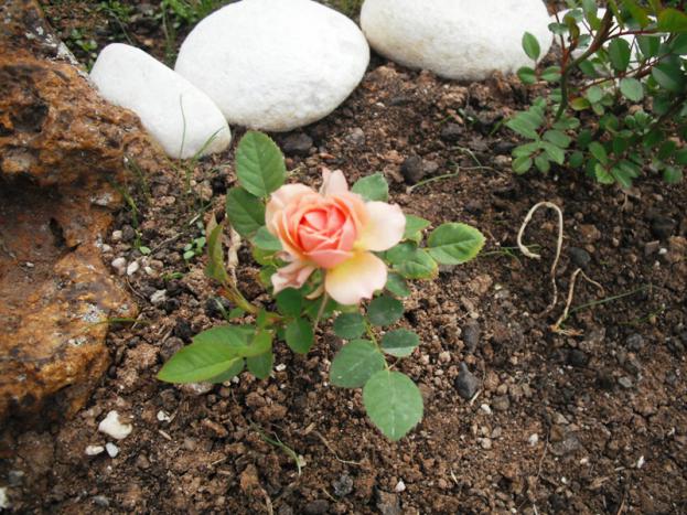 Name:  DSCF2012.jpg
Views: 879
Size:  71.1 KB