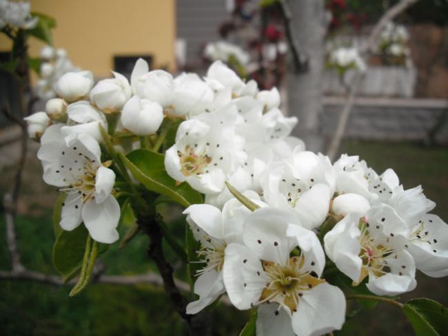 Name:  DSCF2019.jpg
Views: 1084
Size:  36.0 KB