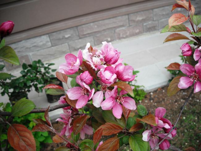 Name:  DSCF2009.jpg
Views: 1047
Size:  50.6 KB