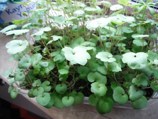 Name:  DSCF2027.jpg
Views: 896
Size:  51.0 KB