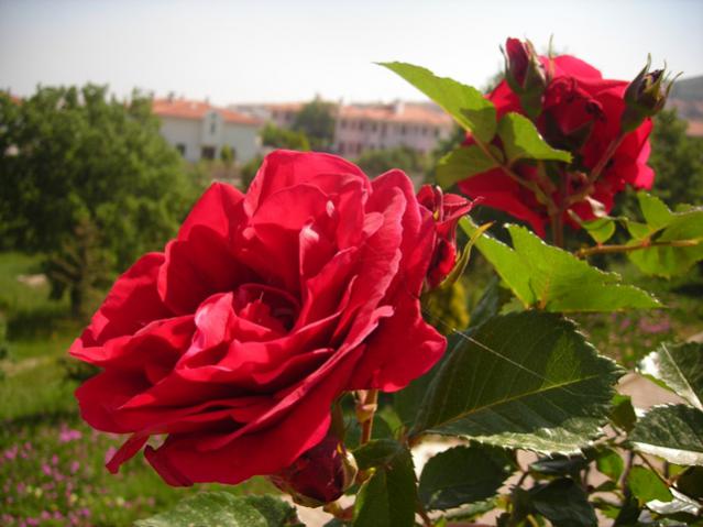 Name:  DSCN5188.jpg
Views: 648
Size:  42.5 KB