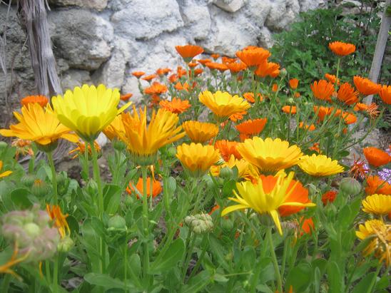 Name:  arapsa 1.JPG
Views: 1363
Size:  67.0 KB