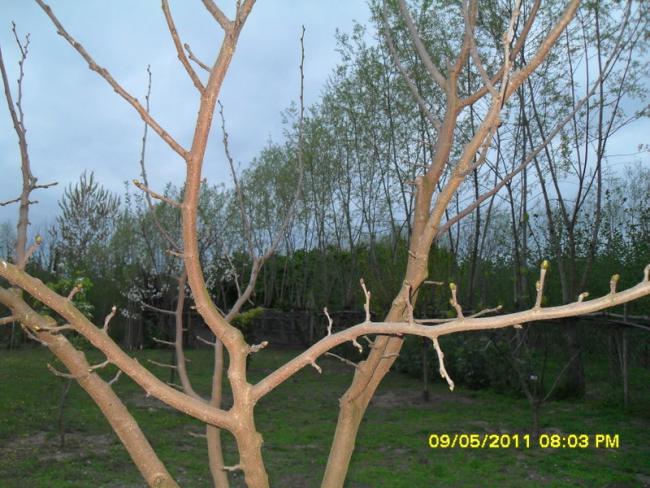 Name:  020.jpg
Views: 615
Size:  63.8 KB