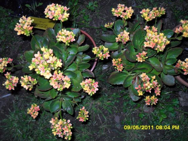Name:  023.jpg
Views: 563
Size:  71.2 KB