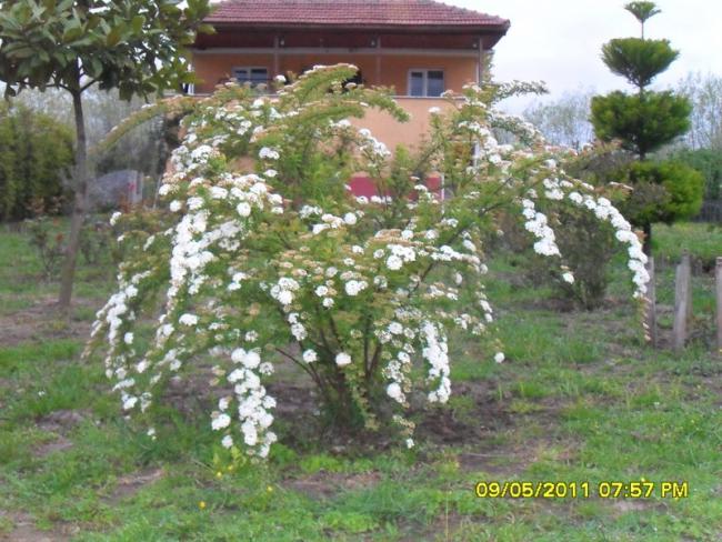 Name:  005.jpg
Views: 579
Size:  66.6 KB