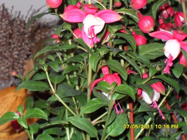 Name:  013.jpg
Views: 567
Size:  59.4 KB