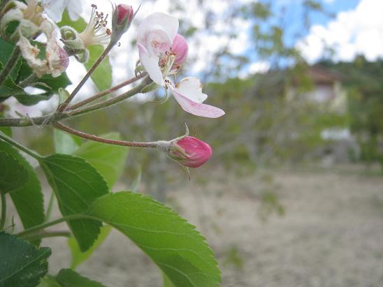 Name:  elma tomurcuu.JPG
Views: 1113
Size:  42.3 KB