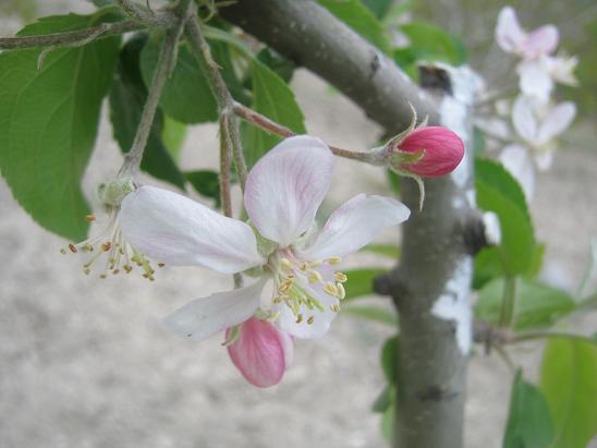 Name:  elma tomurcuu 1.JPG
Views: 1266
Size:  39.5 KB