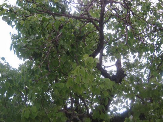 Name:  armutsuz armut.jpg
Views: 1218
Size:  55.4 KB