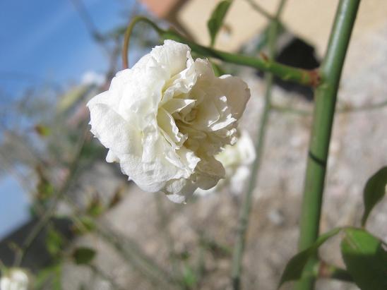 Name:  beyaz ponpon.JPG
Views: 1031
Size:  38.0 KB