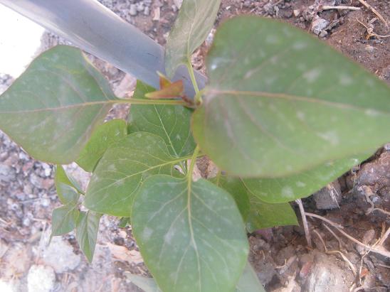 Name:  erguvan.JPG
Views: 1102
Size:  48.3 KB