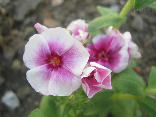 Name:  yeni alev.JPG
Views: 1052
Size:  38.7 KB
