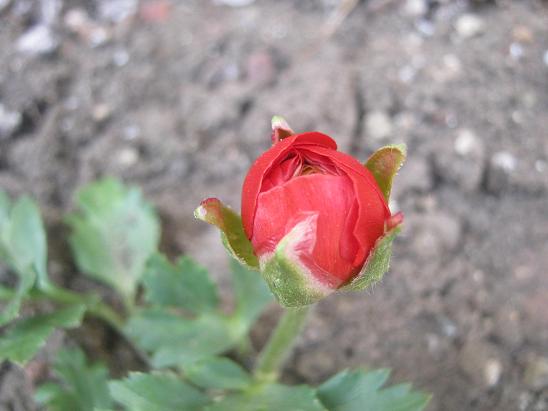 Name:  ranunculus.JPG
Views: 1039
Size:  39.3 KB