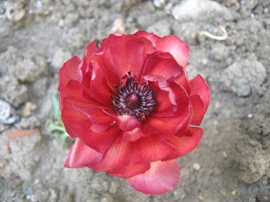 Name:  ranunculus1.JPG
Views: 1055
Size:  50.7 KB